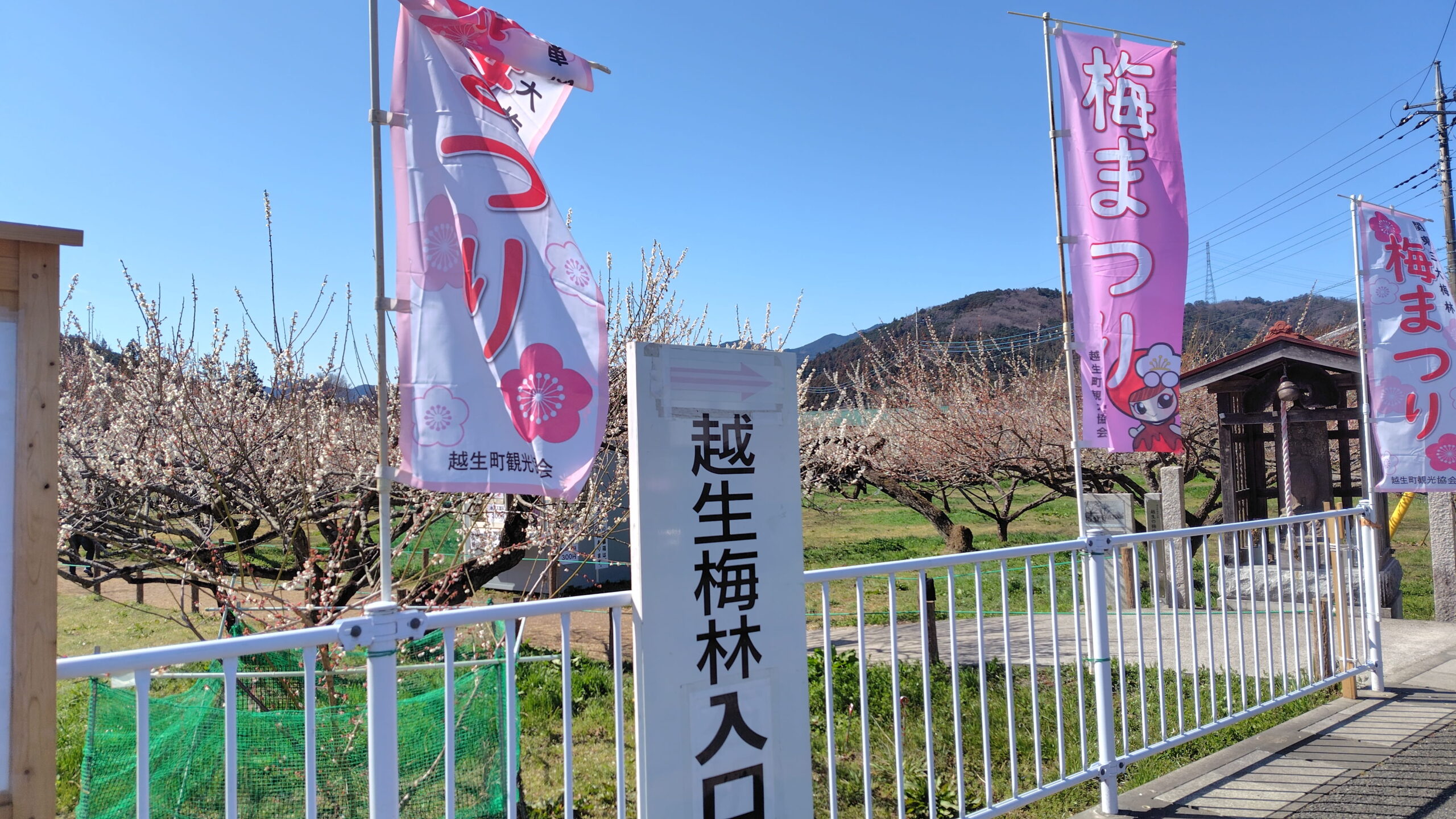 越生梅林梅まつり