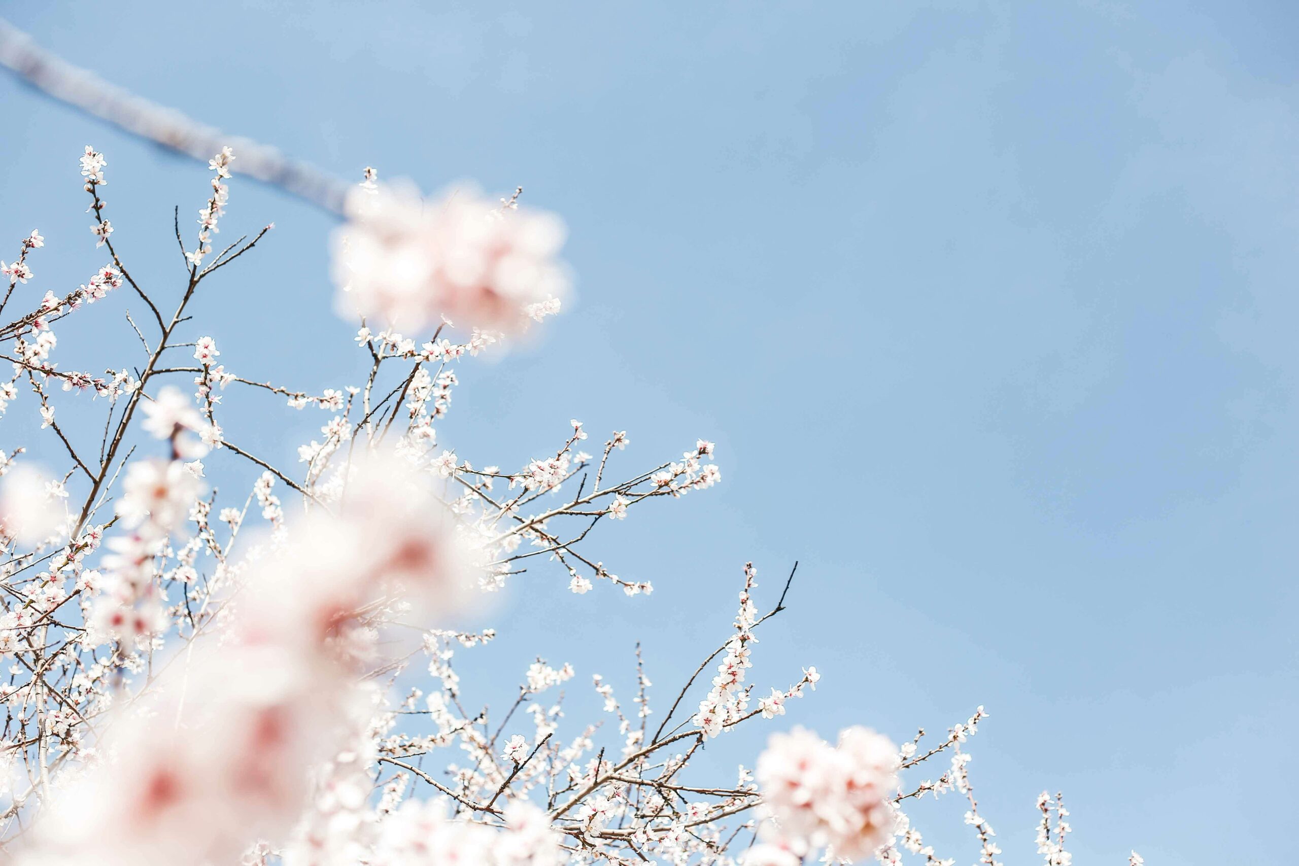 埼玉県の桜まつり