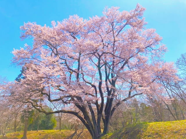 鉢形城の桜