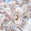 【2024年花見】東京と埼玉の桜まつり開催情報＆おすすめスポット