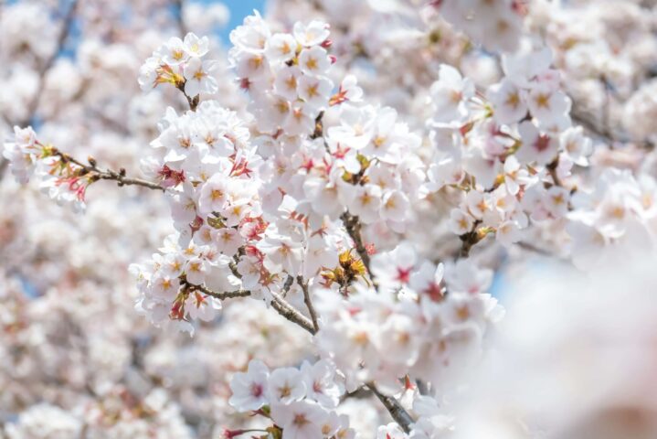 【2024年花見】東京と埼玉の桜まつり開催情報＆おすすめスポット