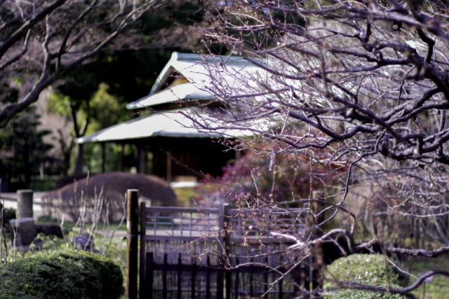 皇居東御苑の梅