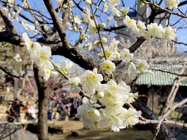 湯島天神の梅