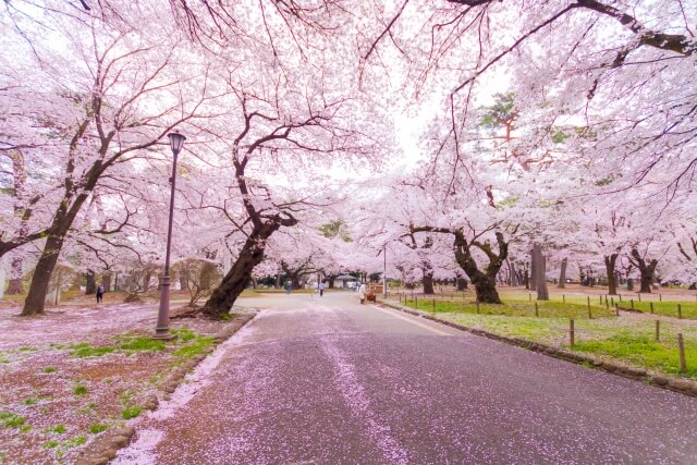 大宮公園の桜