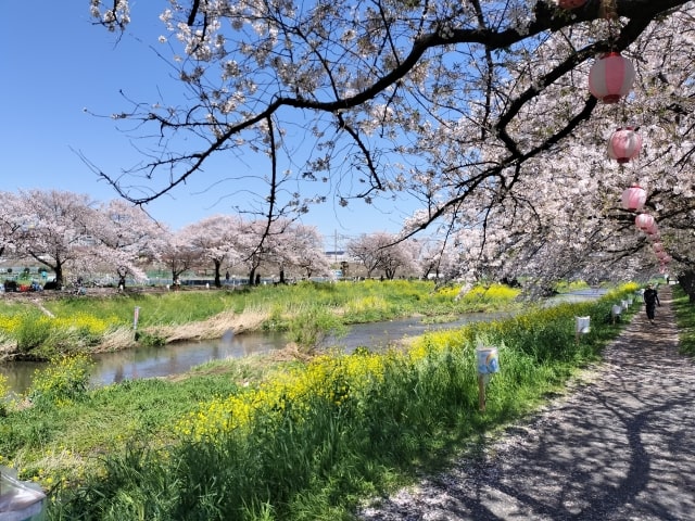 北朝霞の桜