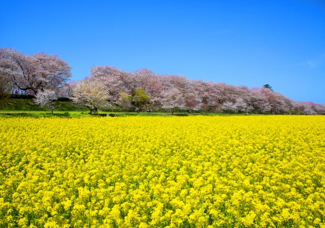 幸手権現堂桜堤