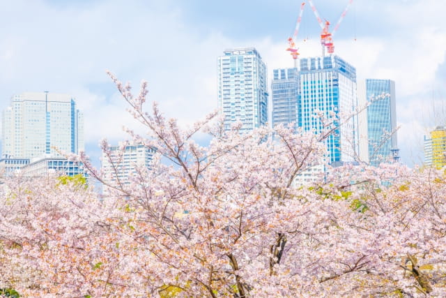 ミッドタウンガーデン さくら