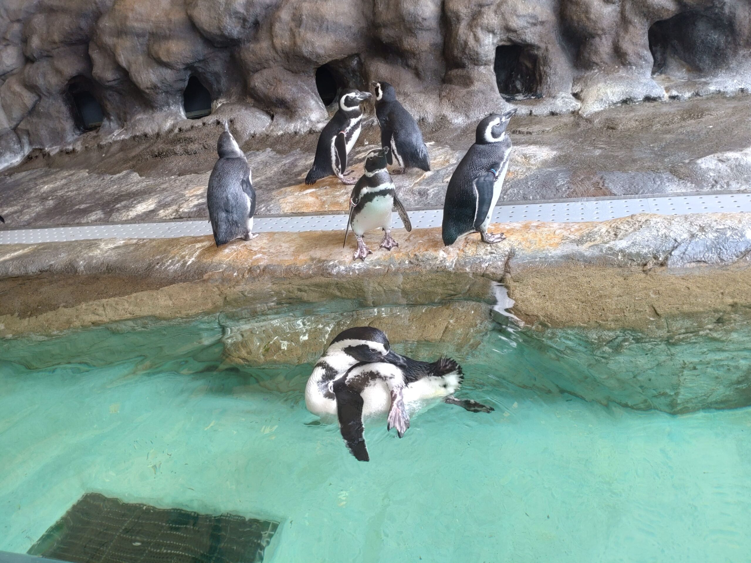 しながわ水族館－Shinagawa Aquarium－