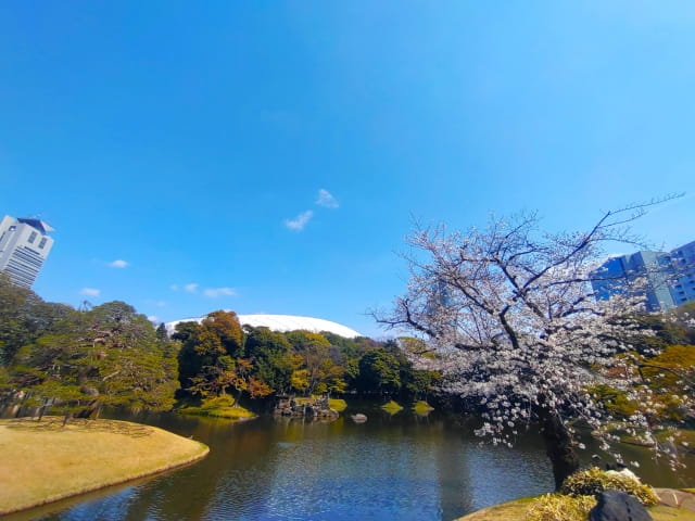 小石川後楽園の梅