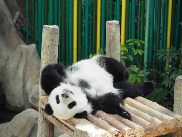 パンダのいる動物園